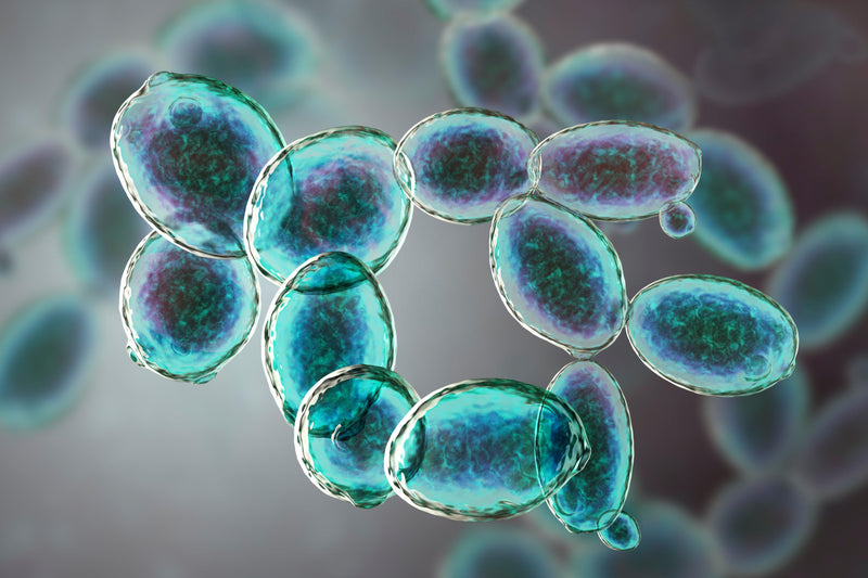 You Never Broke the Biofilm