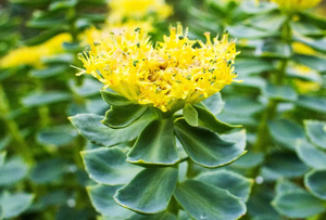 Rhodiola Extract