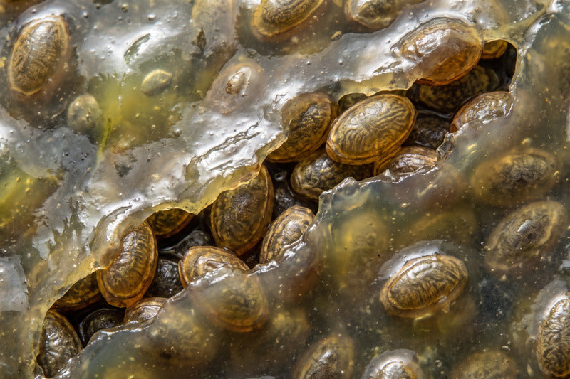 Liver Supplement Options